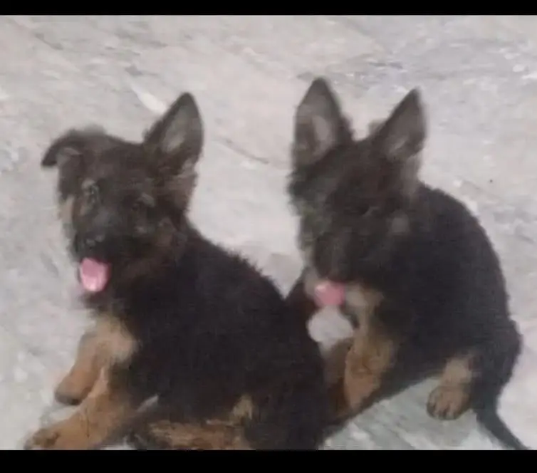 German shepherd long coat puppies 03487559488