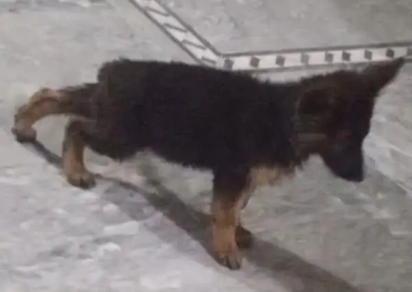 German shepherd long coat puppies 03487559488 — photo 2