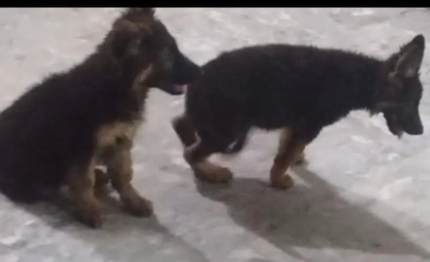 German shepherd long coat puppies 03487559488 — photo 3