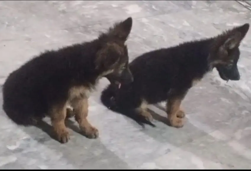 German shepherd long coat puppies 03487559488 — photo 4