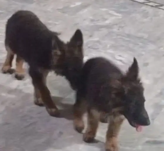 German shepherd long coat puppies 03487559488 — photo 5