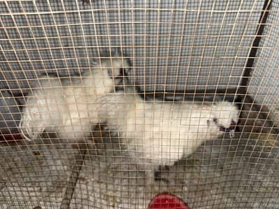 Male silkie for sale