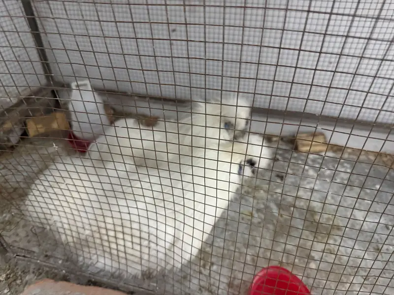 Male silkie for sale — photo 2