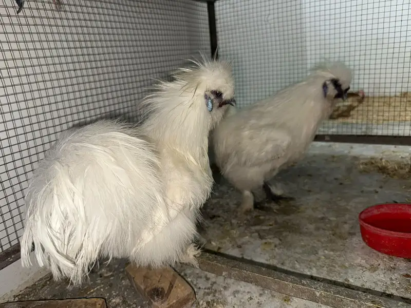 Male silkie for sale — photo 3