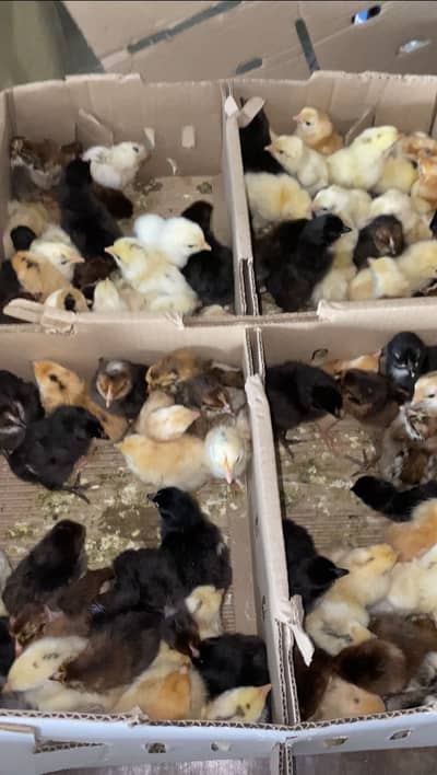 golden misri chicks