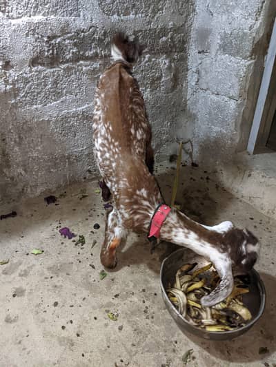 Bakra