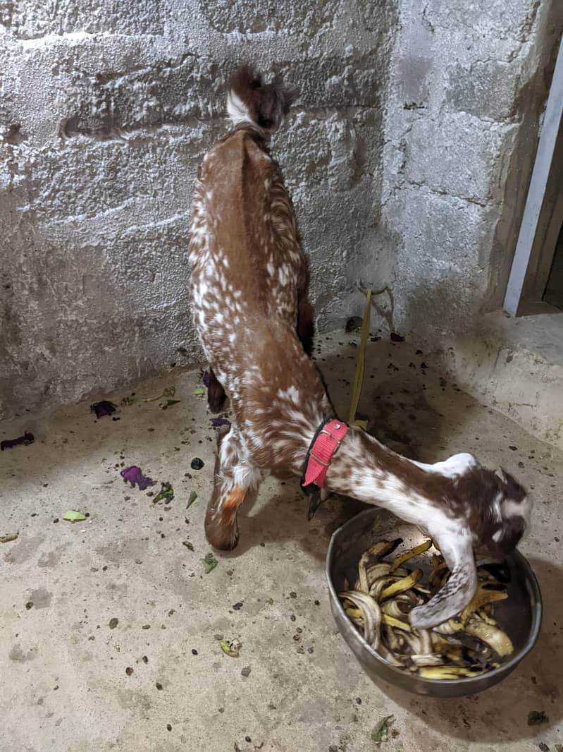 Bakra 0