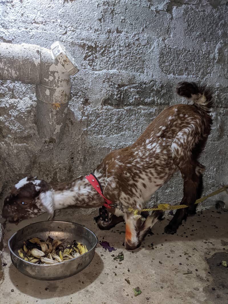 Bakra 1