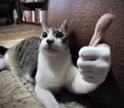 cat/billi