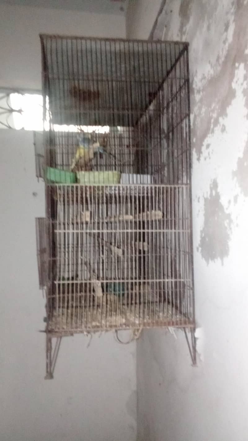 3 cage 6