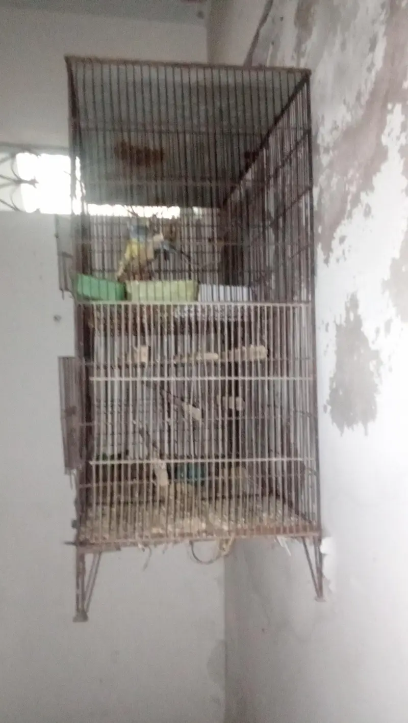3 cage — photo 7