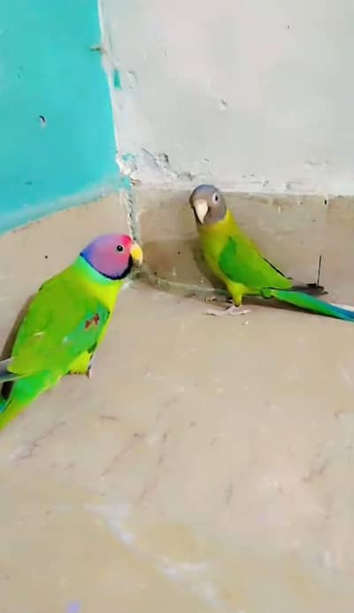 plum head beautiful pair /call:03190362090
