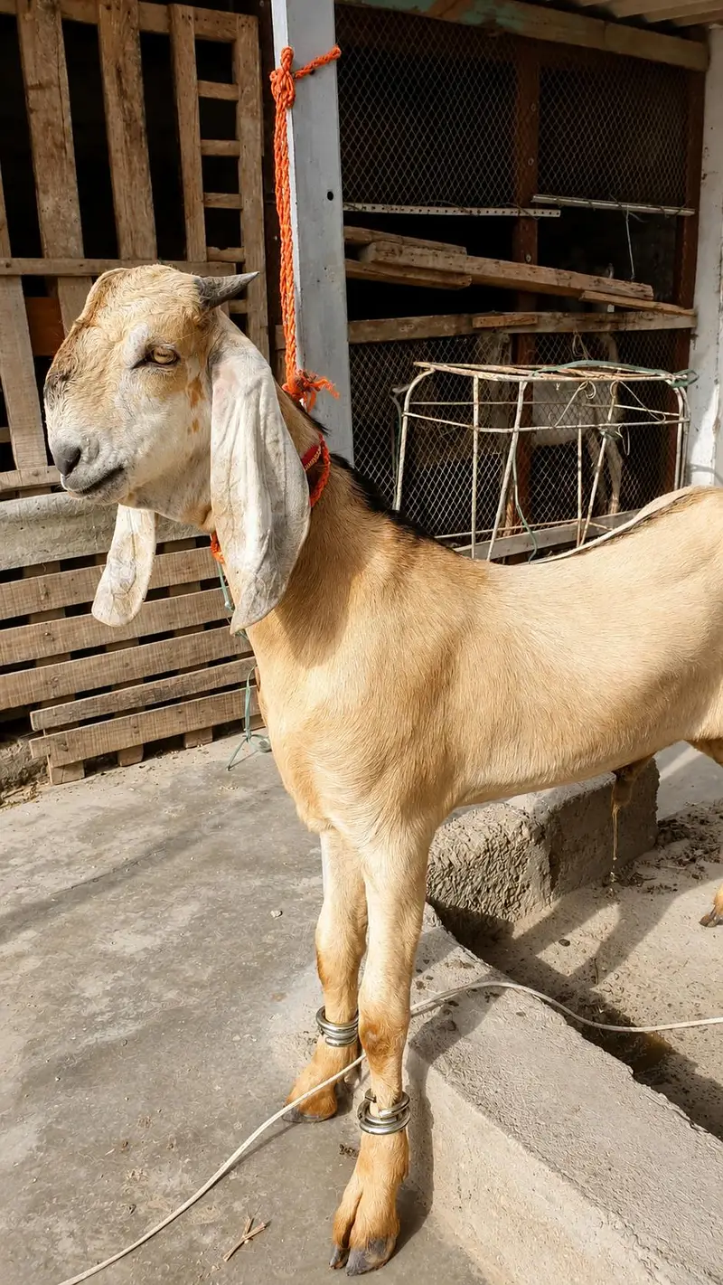 Jatan male — photo 2