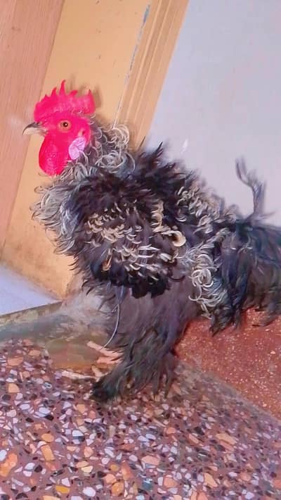 frizzle murga fire sale age 8 month vid o avalible