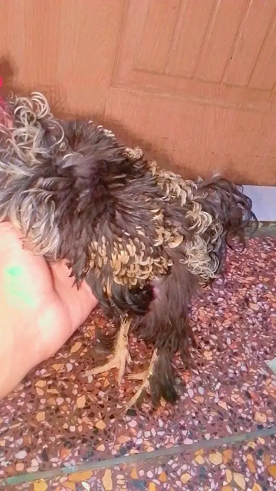 frizzle murga fire sale age 8 month vid o avalible — photo 2