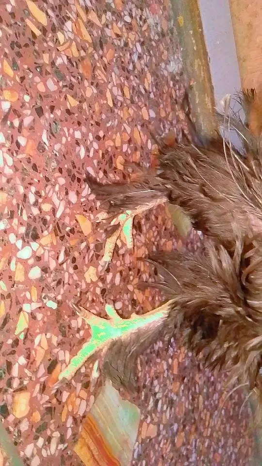frizzle murga fire sale age 8 month vid o avalible — photo 3