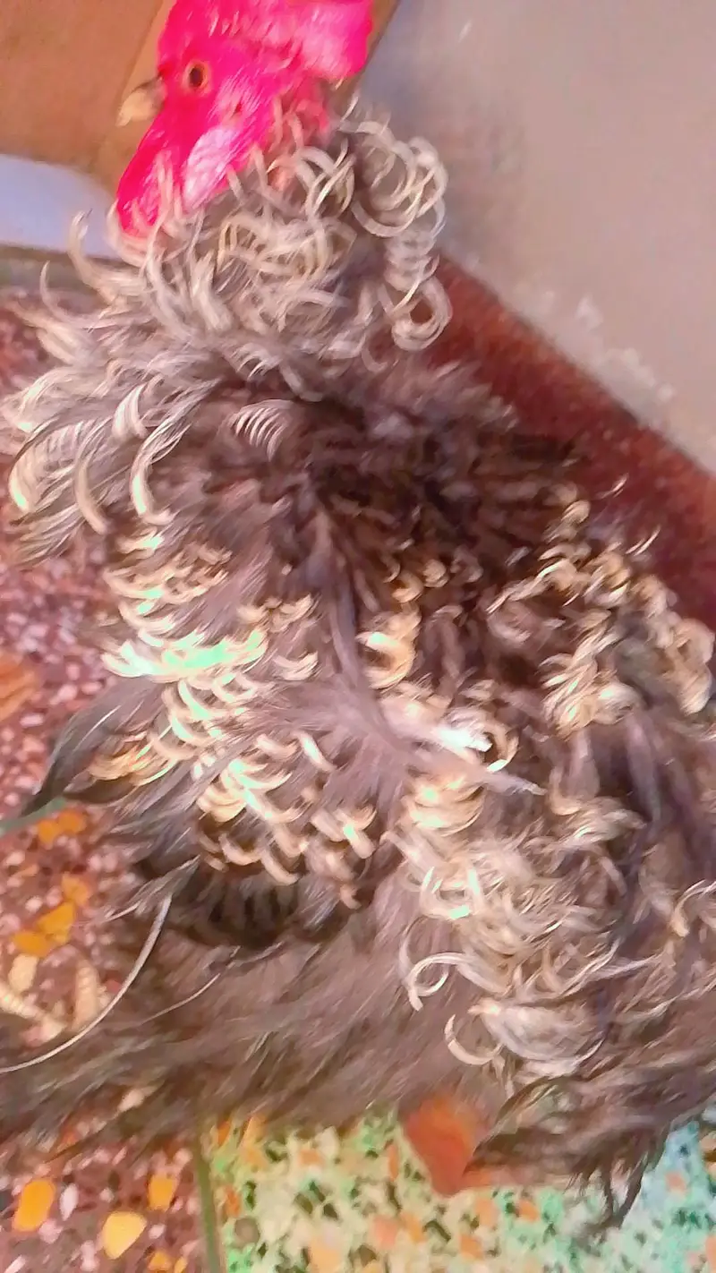 frizzle murga fire sale age 8 month vid o avalible — photo 4