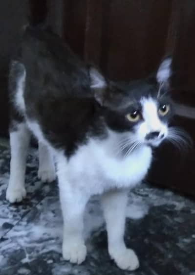 Black and white cat