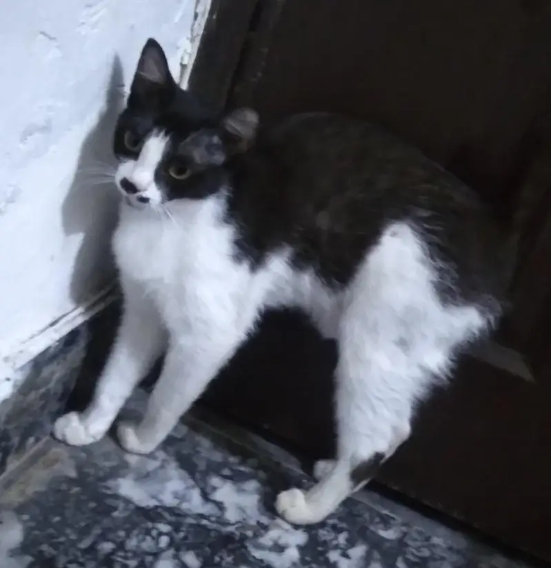Black and white cat — photo 2