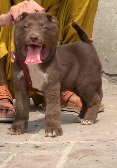 Afghan kochi dog male 2 month for sale security dog available
