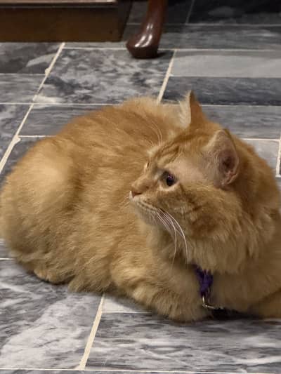 Cat male