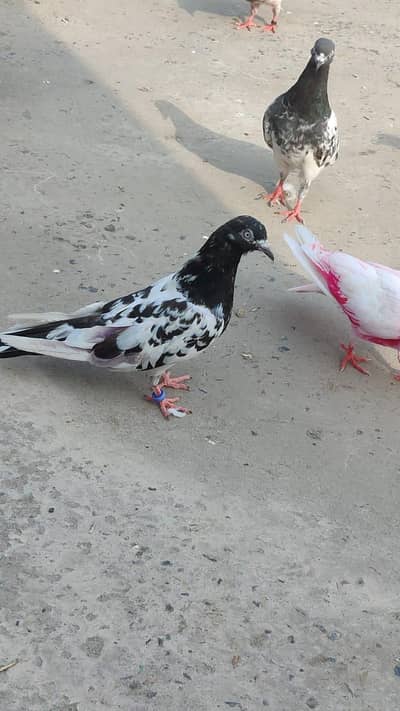 Teddy Golden Indion Surkhay Chapray Poora Setup For sale