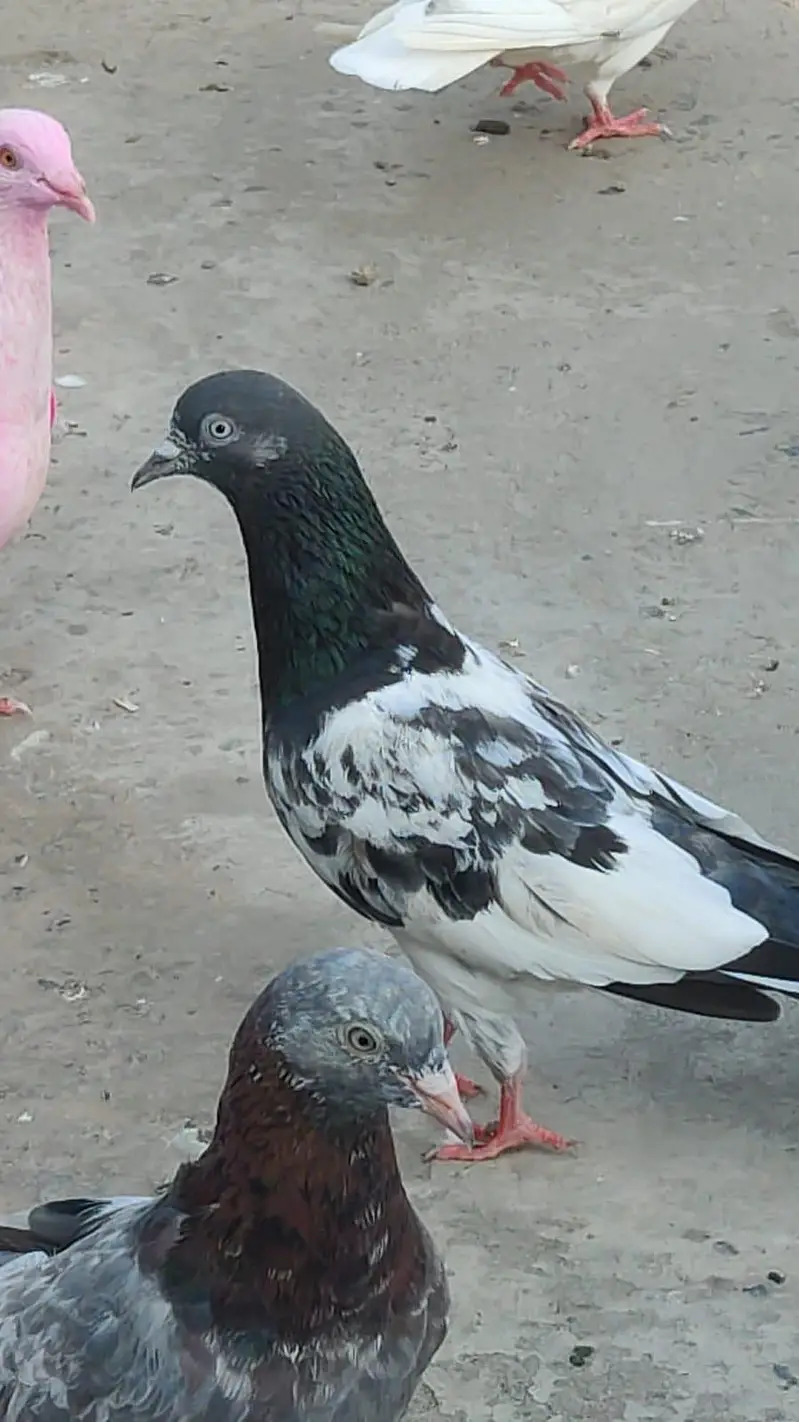 Teddy Golden Indion Surkhay Chapray Poora Setup For sale — photo 2