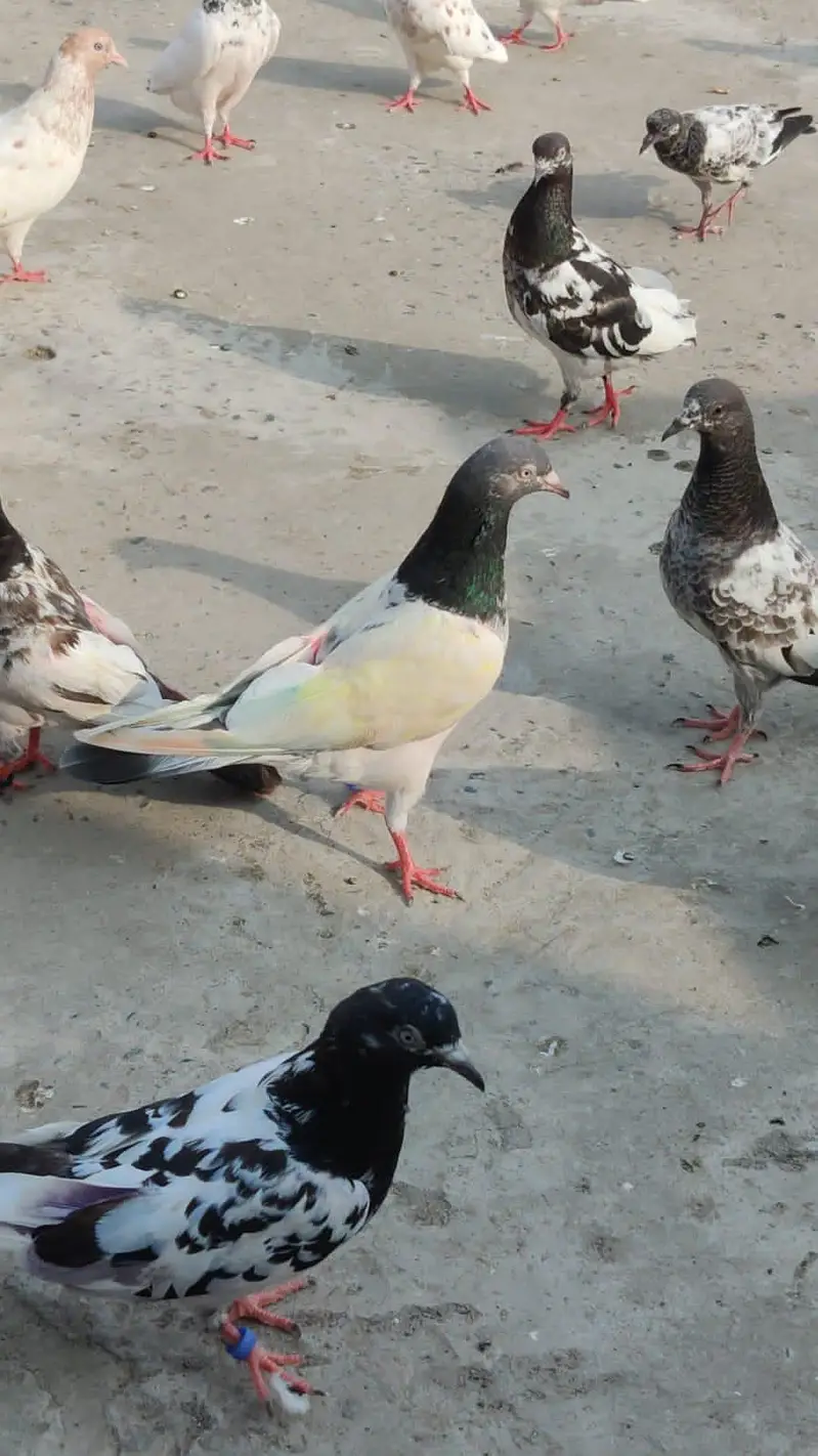 Teddy Golden Indion Surkhay Chapray Poora Setup For sale — photo 3