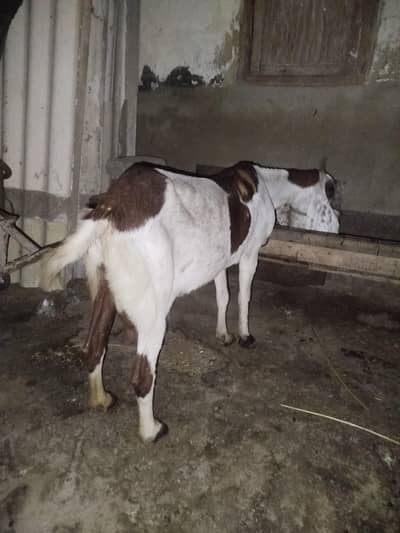 original kamori 4 months ki ghaban