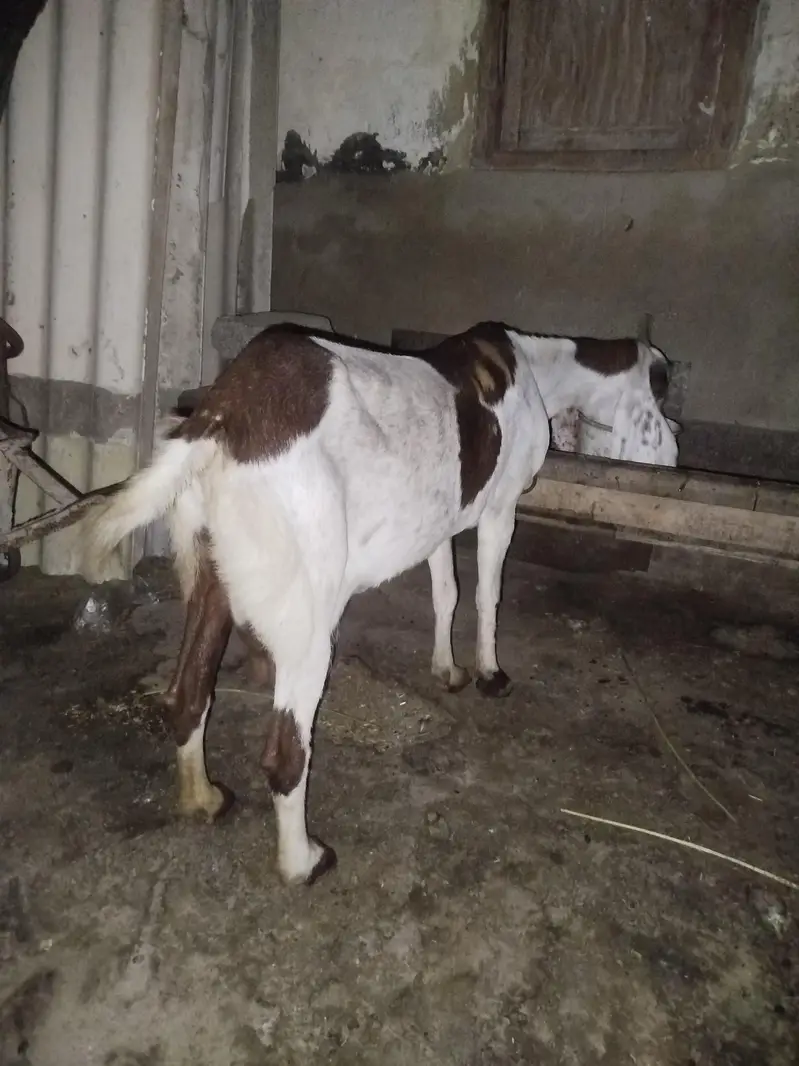 original kamori 4 months ki ghaban
