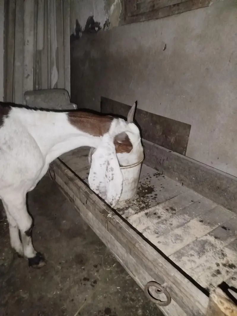 original kamori 4 months ki ghaban — photo 2
