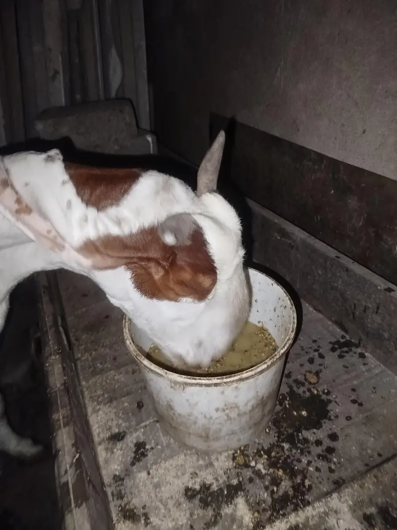 original kamori 4 months ki ghaban — photo 3