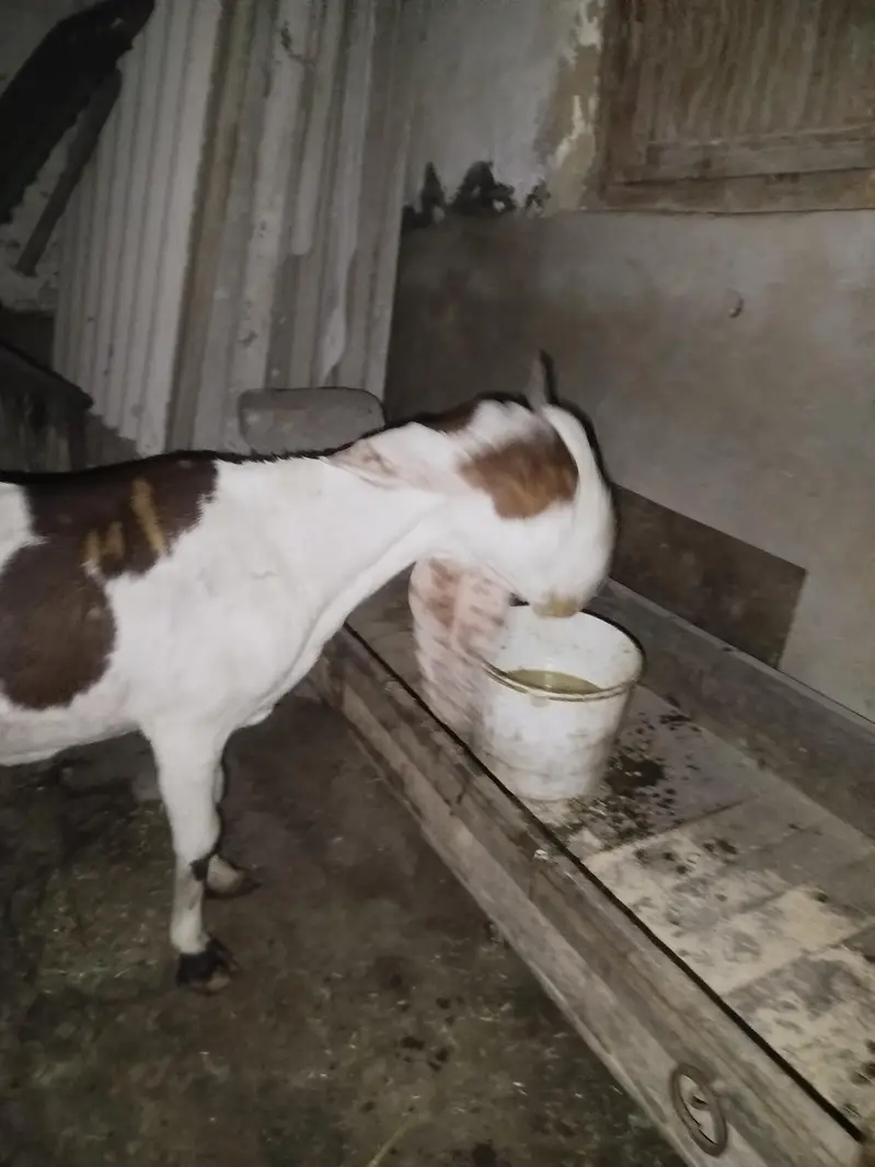original kamori 4 months ki ghaban — photo 4