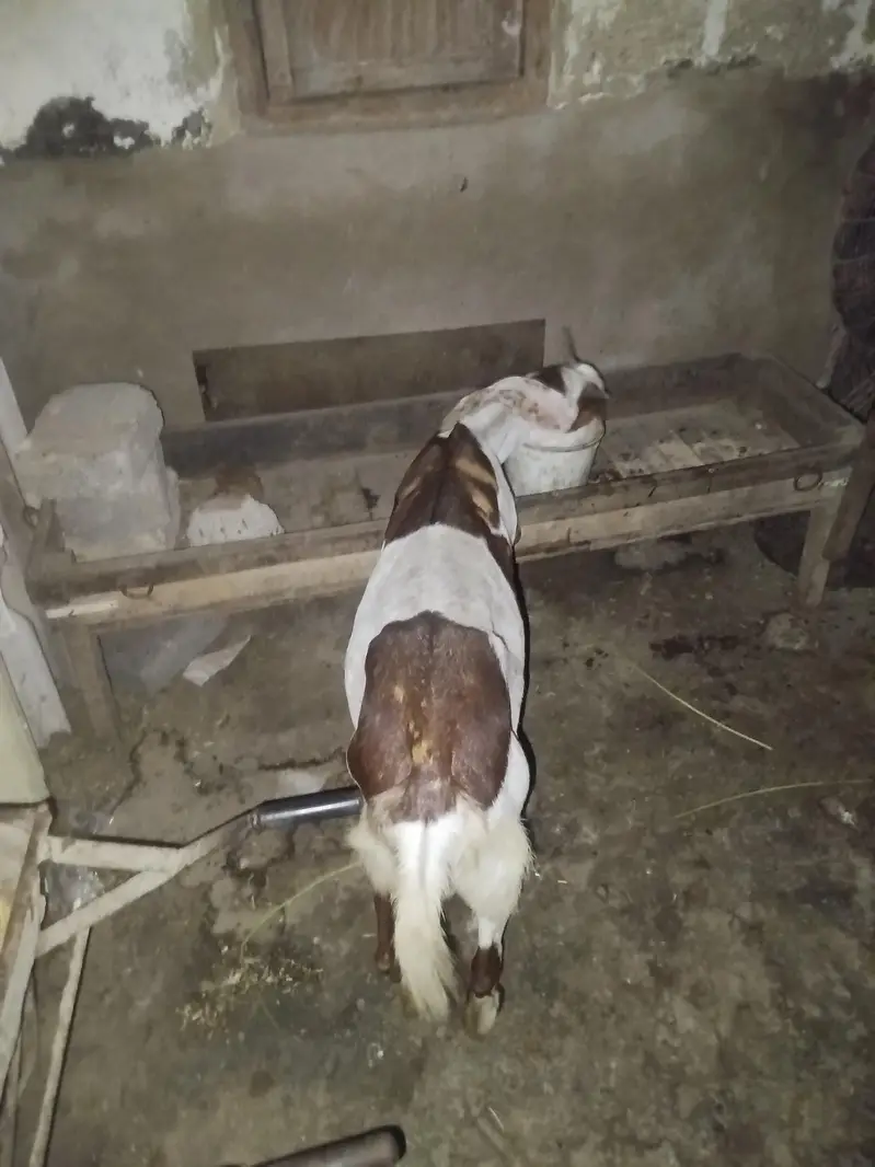 original kamori 4 months ki ghaban — photo 5