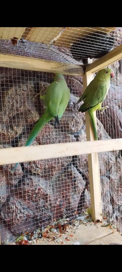guranted Breeder Pair