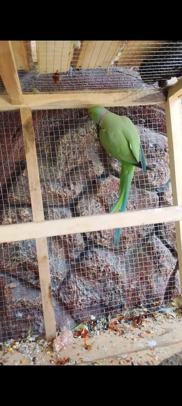 guranted Breeder Pair — photo 2