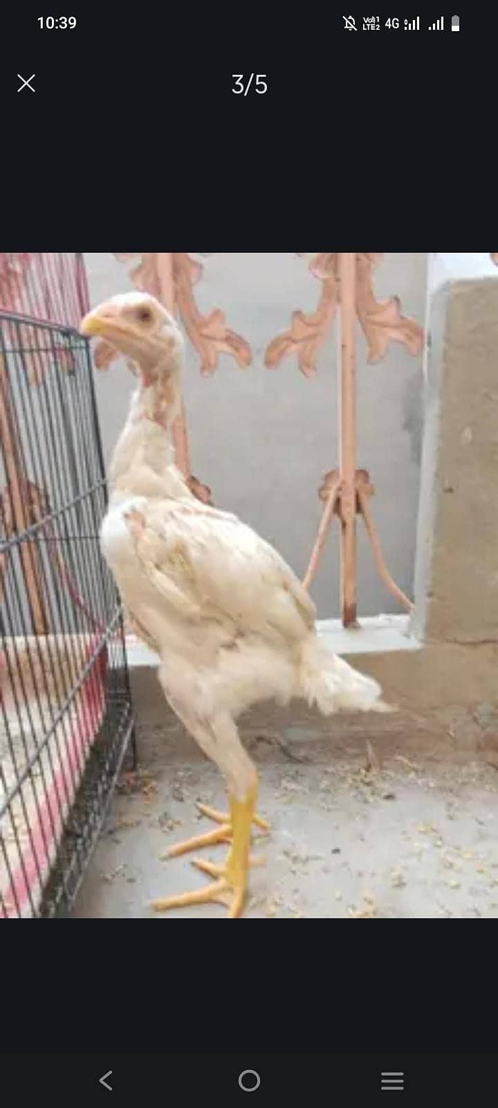 پیور اسی 1