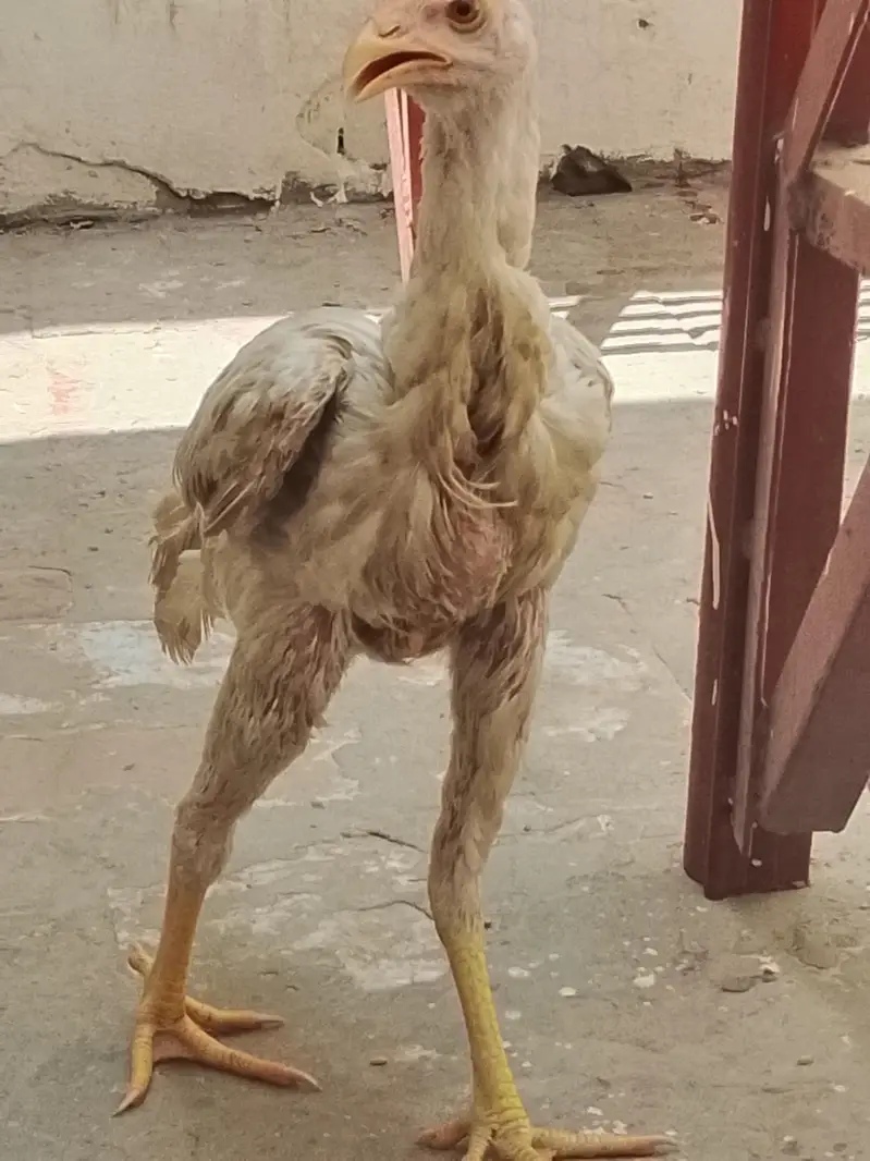 پیور اسی — photo 3