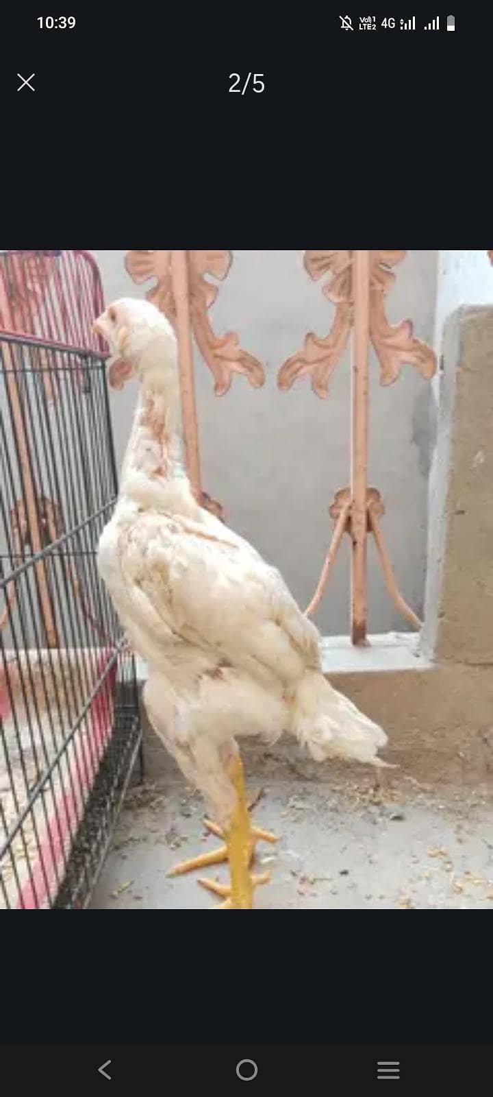 پیور اسی 3