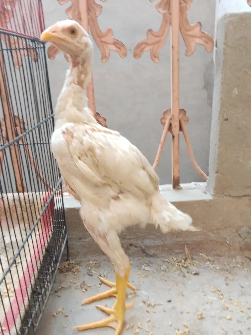 پیور اسی — photo 5