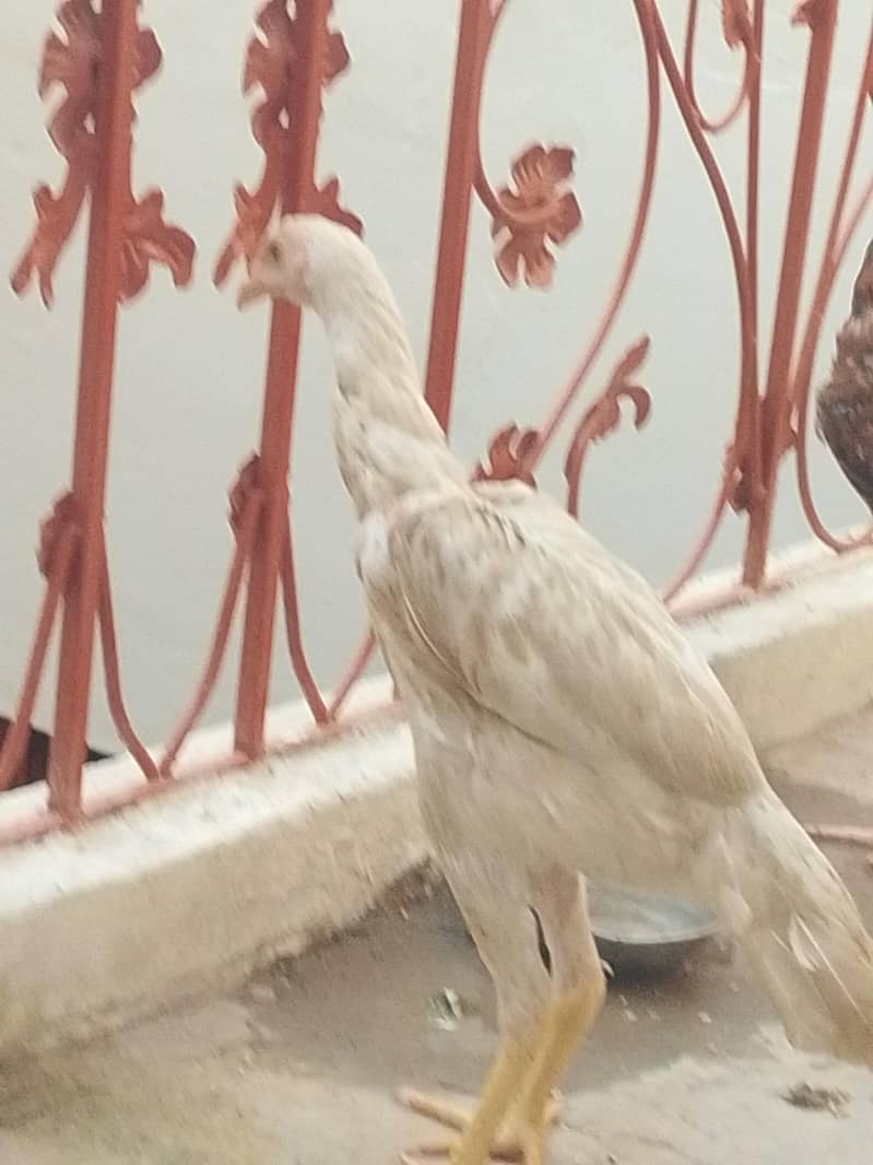 پیور اسی 5