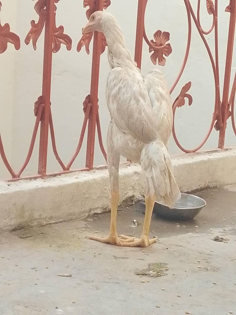 پیور اسی 6