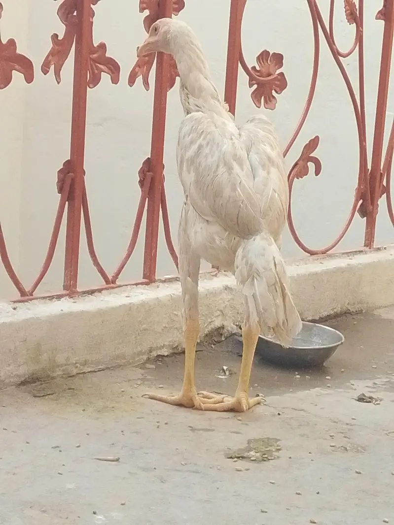 پیور اسی — photo 7