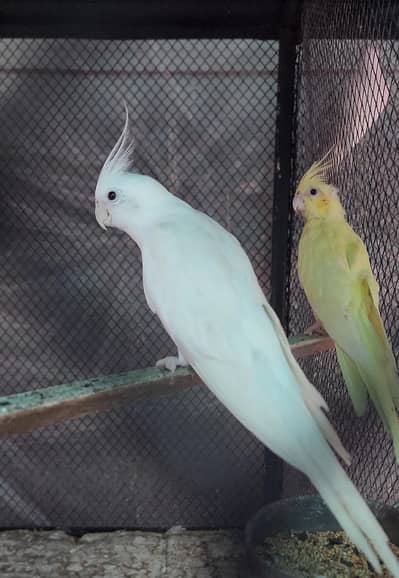 Cockateil Pair For Sale