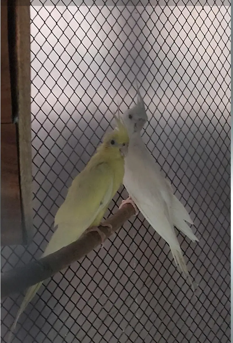 Cockateil Pair For Sale — photo 3