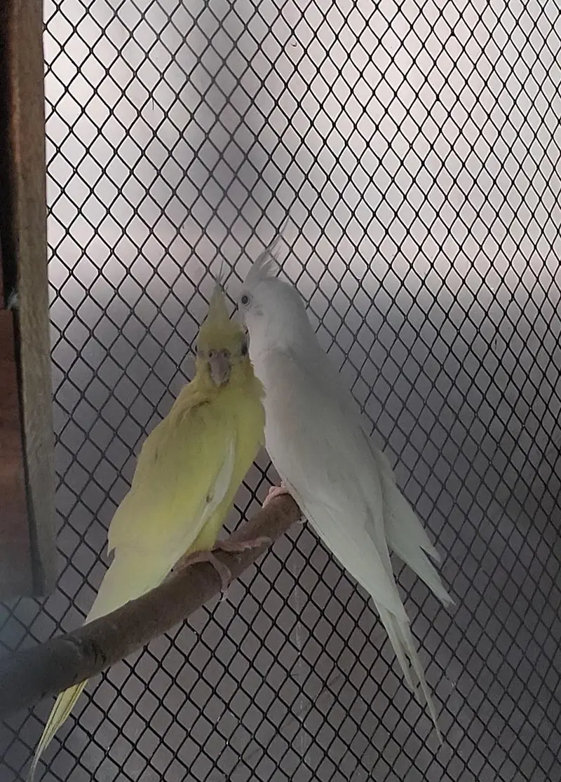Cockateil Pair For Sale — photo 4