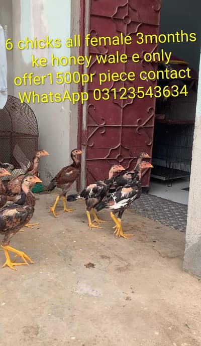 aseel chicks lasani or peeli nasal ke bachy white nock white nalli
