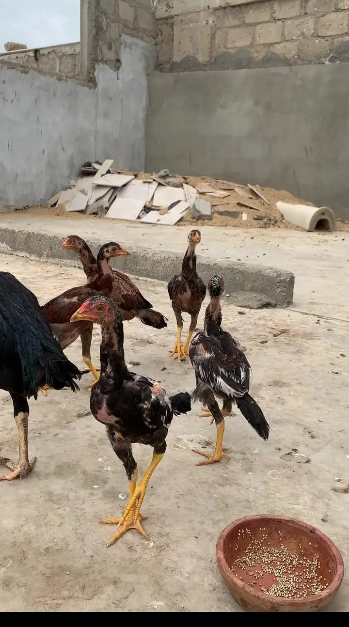 aseel chicks lasani or peeli nasal ke bachy white nock white nalli — photo 2