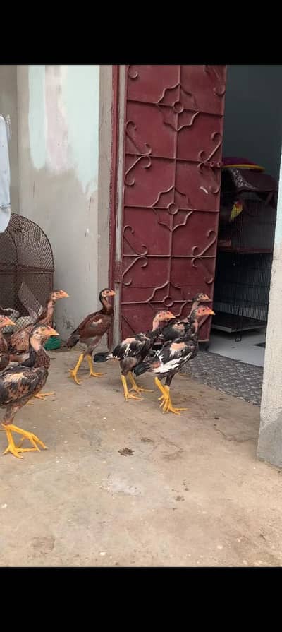 aseel chicks available for sale serious byers