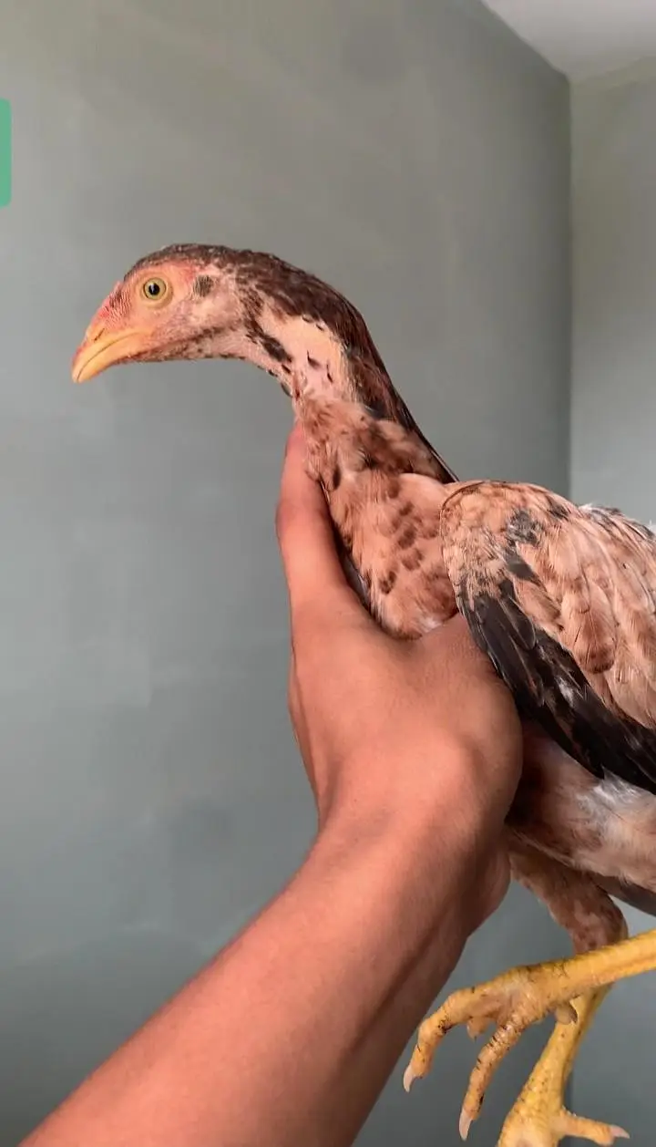 aseel chicks lasani or peeli nasal ke bachy white nock white nalli — photo 8